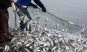 Mencari Solusi untuk Overfishing: Pengelolaan dan Konservasi Sumber Daya Ikan